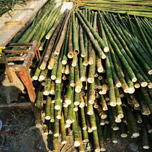 新鲜早园竹竹制品加工绿化支撑竹杆枸杞支撑竹竿大量批发质量保证